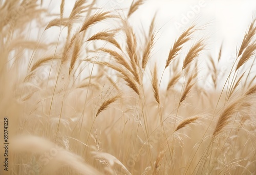 Pampas grass outdoor in light pastel colors. Dry reeds boho style.	
