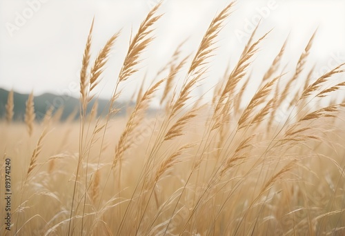 Pampas grass outdoor in light pastel colors. Dry reeds boho style