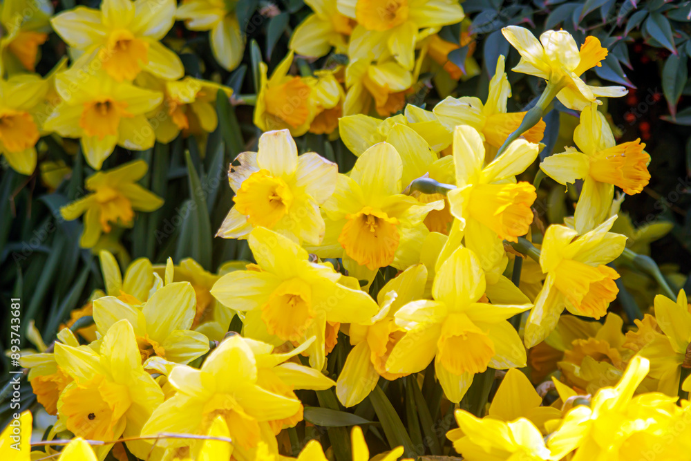 Close up view of the yellow colored bloom daffodils and green stalks Close up view of the yellow colored bloom daffodils and green stalks