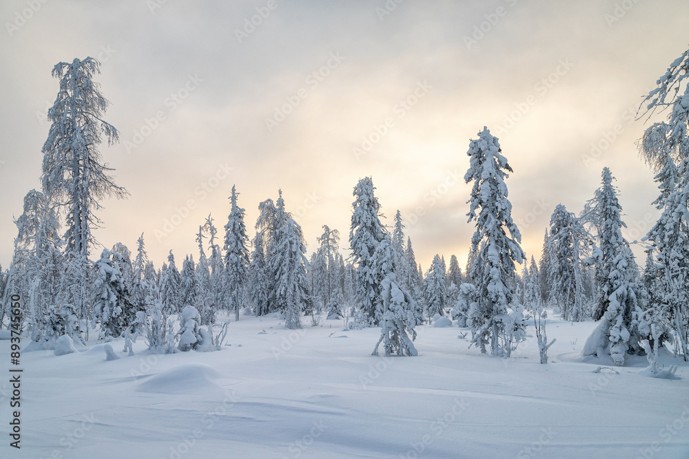 snow covered trees in winter snow covered trees in winter