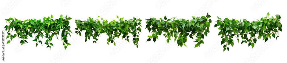 Five green vine garlands on white background display lush, cascading foliage, highlighting plant's natural beauty. Symmetrical arrangement adds elegance Five green vine garlands on white background display lush, cascading foliage, highlighting plant's natural beauty. Symmetrical arrangement adds elegance