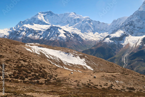 On the way up to the Ice Lake, view onto the trail running through a meadow with huts in front of Annapurna II and IV, close to Manang Annapurna Circuit Trek, Nepal