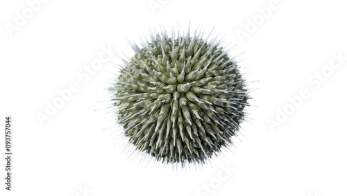 Urchin isolated on white