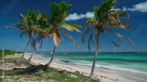 Coconut palms on a beach with turquoise water and a clear blue sky.