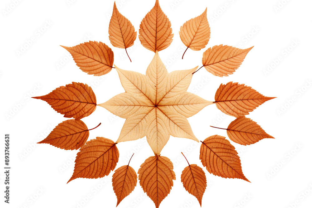 Obraz premium Autumnal dry orange leaves arranged in a symmetrical pattern,Isolated on white background