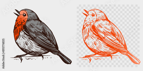 Robin bird, realistic sketch, hand drawn vector illustration