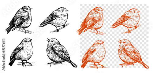 Robin bird, realistic sketch, hand drawn vector illustration