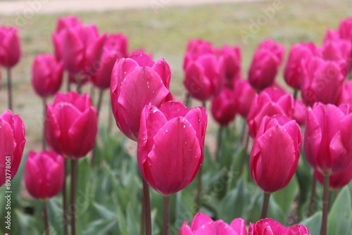 Spring in United States of America