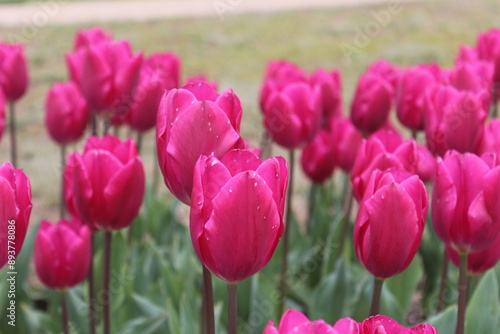 Spring in United States of America