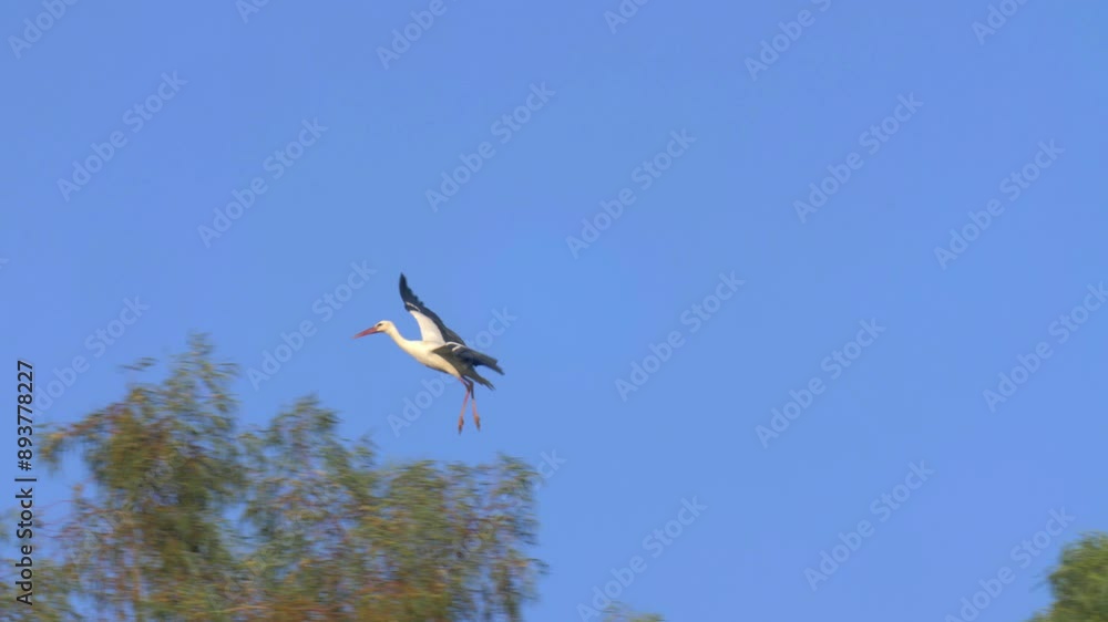 White Storks land to roost on migration, Hula Vallee, Israel White Storks land to roost on migration, Hula Vallee, Israel