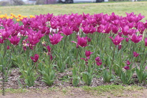 Spring in United States of America