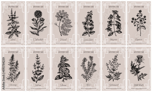 Art Deco apothecary labels set. Witchcraft, healing herbs, mystical plant sketches. Vintage frame design templates. NOT AI generated