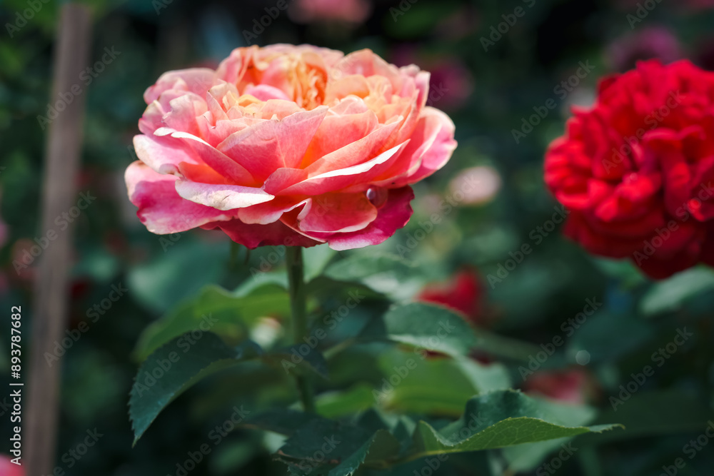 A pink flower with a green stem is in a field of red flowers. The pink flower is the main focus of the image, and it stands out against the red background. Concept of beauty and tranquility A pink flower with a green stem is in a field of red flowers. The pink flower is the main focus of the image, and it stands out against the red background. Concept of beauty and tranquility