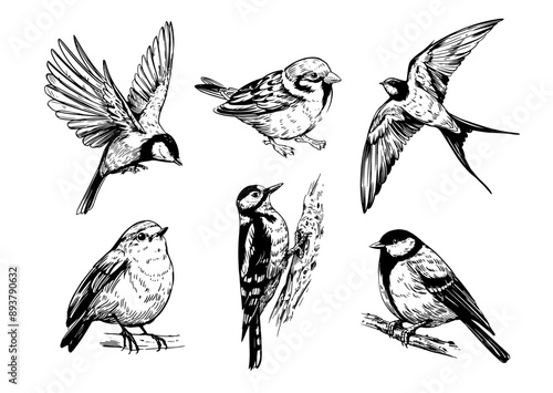 Set birds, great tit, woodpecker, robin, swallow, realistic sketch, hand drawn vector