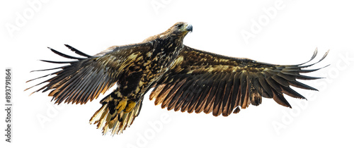 juvenile white-tailed eagle (Haliaeetus albicilla) in flight