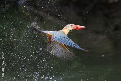 Stork-billed Kingfisher fish in mouth caught prey