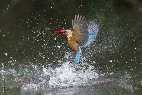 Stork-billed Kingfisher fish in mouth caught prey