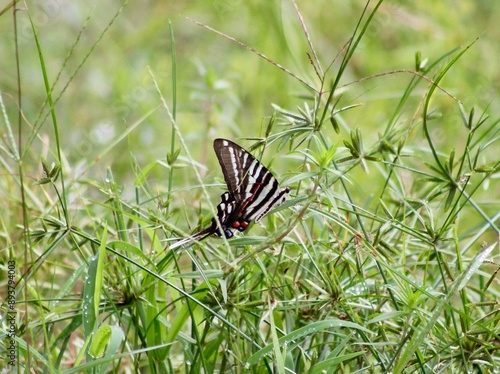 butterfly on grass