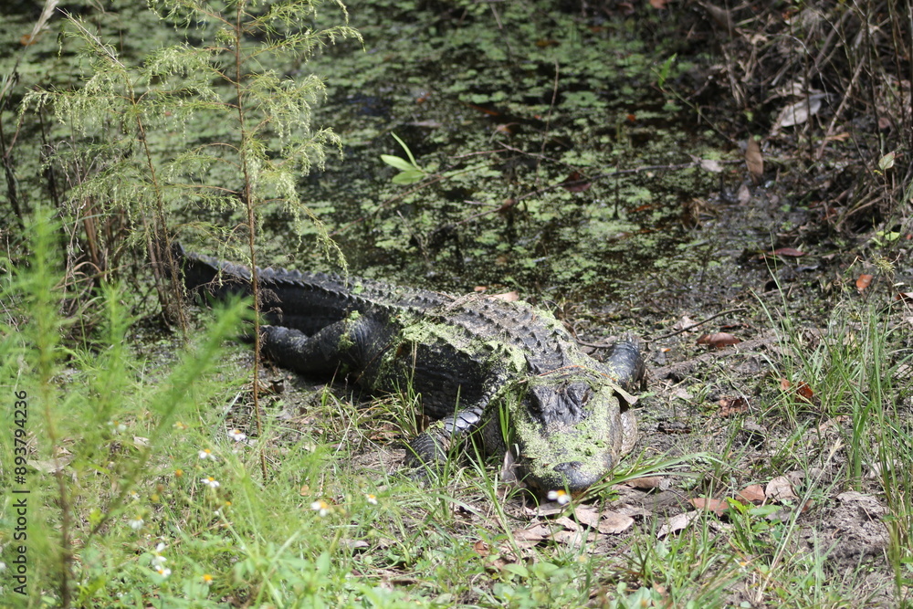 alligator in the swamp alligator in the swamp
