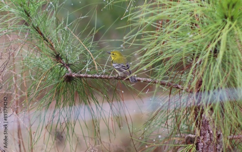 Bird in a pine tree