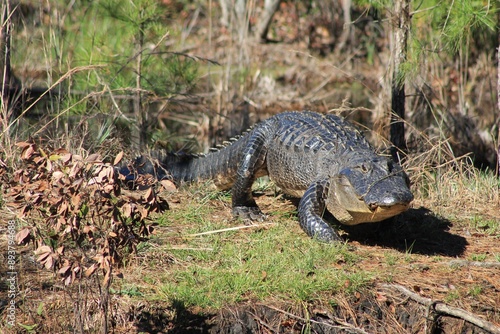 alligator in the swamp