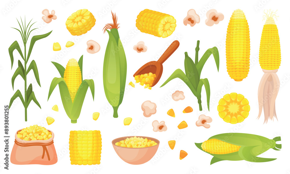 Corn plants. Spikelets corns cobs and grains. Farm market product, agriculture elements. Harvest seasonal raw, food neoteric vector cartoon clipart Corn plants. Spikelets corns cobs and grains. Farm market product, agriculture elements. Harvest seasonal raw, food neoteric vector cartoon clipart