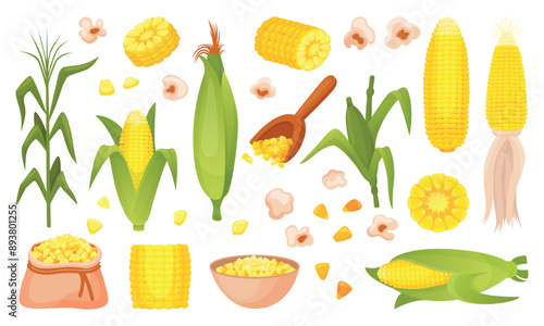Corn plants. Spikelets corns cobs and grains. Farm market product, agriculture elements. Harvest seasonal raw, food neoteric vector cartoon clipart