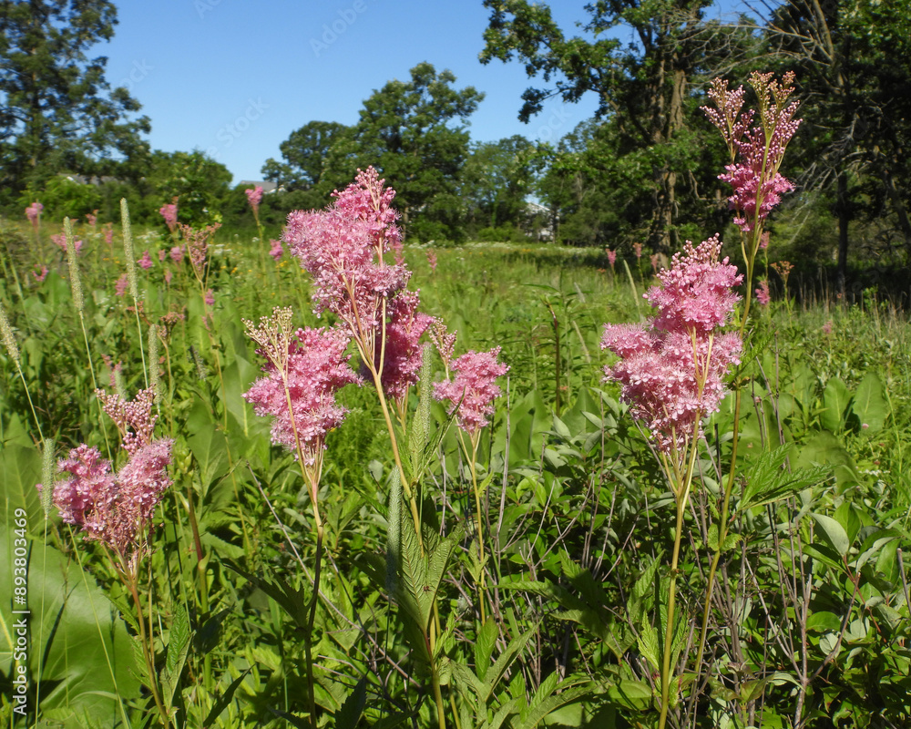 Filipendula rubra - Queen of the Prairie - Native North American Wildflower - Pink Blooming Flower Filipendula rubra - Queen of the Prairie - Native North American Wildflower - Pink Blooming Flower