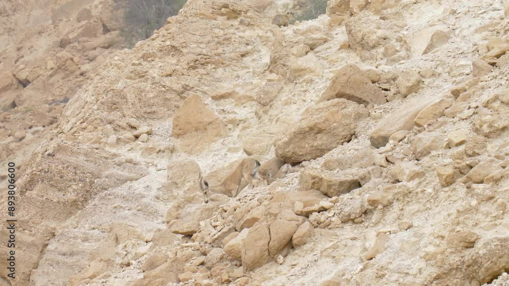 Nubian Ibex mother running down a cliff, Ein gedi, Israel Nubian Ibex mother running down a cliff, Ein gedi, Israel