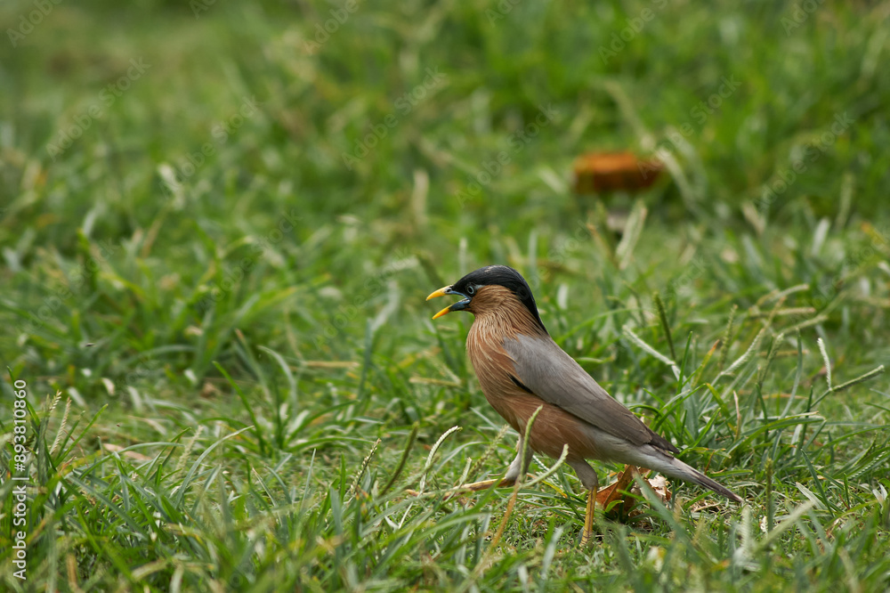 A brahminy starling or brahminy myna (Sturnia pagodarum) in green grassy field in Patna, Bihar, IN A brahminy starling or brahminy myna (Sturnia pagodarum) in green grassy field in Patna, Bihar, IN