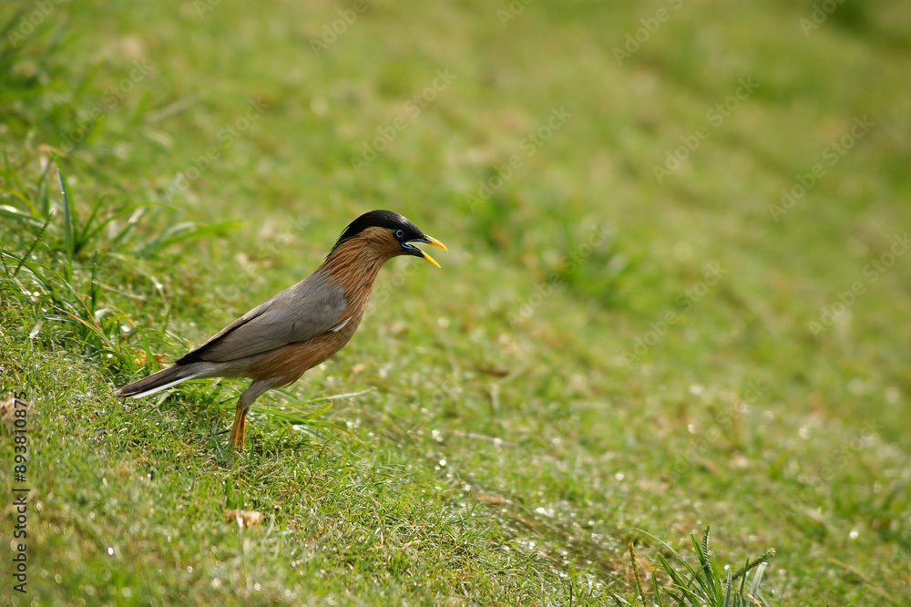 A brahminy starling or brahminy myna (Sturnia pagodarum) in green grassy field in Patna, Bihar, IN A brahminy starling or brahminy myna (Sturnia pagodarum) in green grassy field in Patna, Bihar, IN