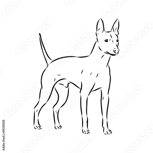 American naked Terrier an American hairless terrier dog American naked terrier vector sketch