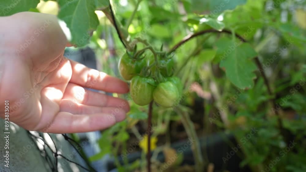 Green unripe cherry tomatoes on branch Green unripe cherry tomatoes on branch