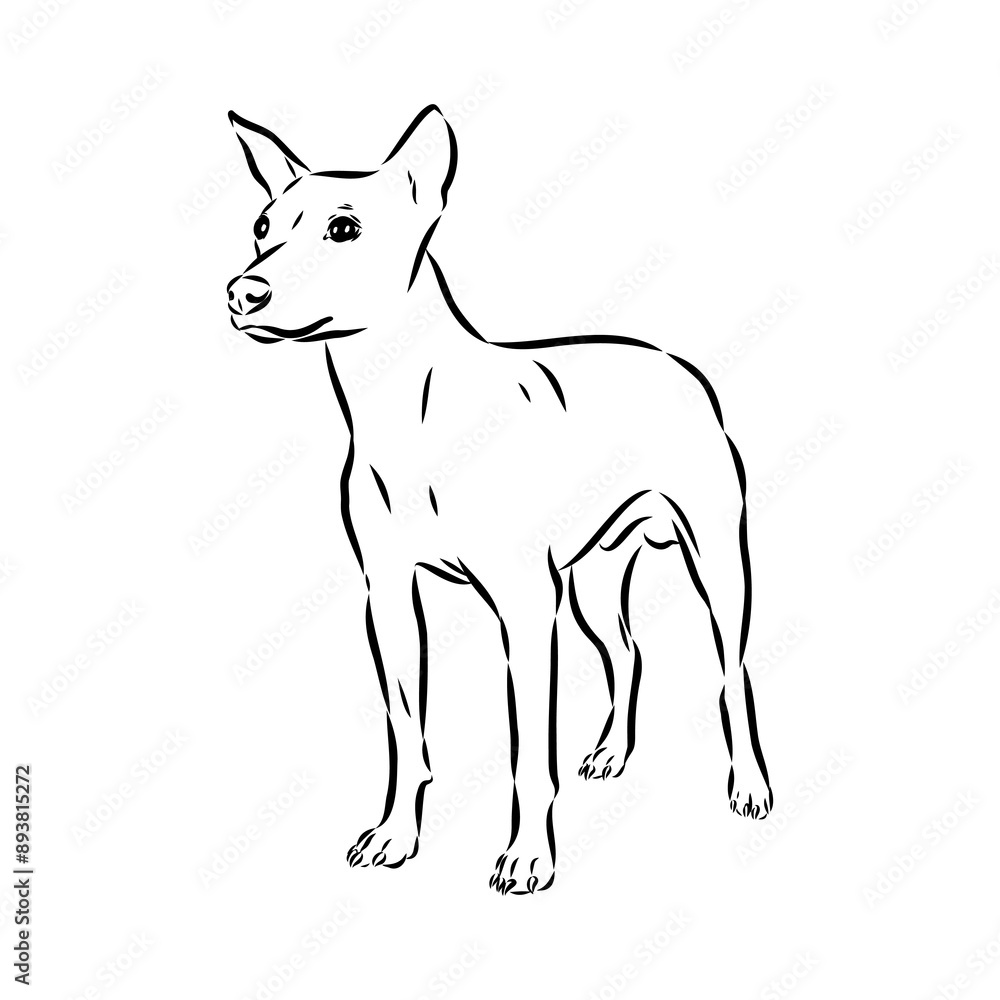 Obraz premium American naked Terrier an American hairless terrier dog American naked terrier vector sketch