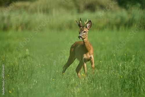 Fototapeta Naklejka Na Ścianę i Meble -  Kozioł, samiec sarny europejskiej, gatunek ssaka parzystokopytnego z rodziny jeleniowatych. Jedno z ważniejszych zwierząt łownych Europy.

