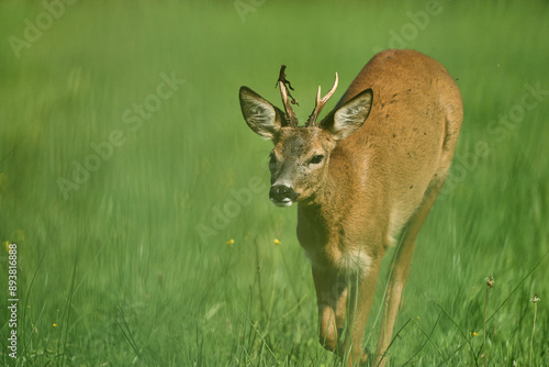 Fototapeta Naklejka Na Ścianę i Meble -  Kozioł, samiec sarny europejskiej, gatunek ssaka parzystokopytnego z rodziny jeleniowatych. Jedno z ważniejszych zwierząt łownych Europy.