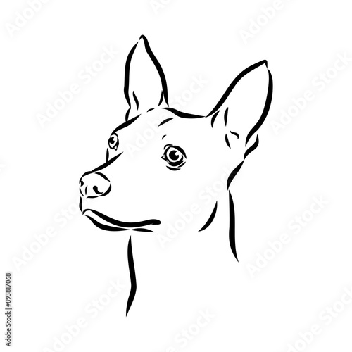 American naked Terrier an American hairless terrier dog American naked terrier vector sketch