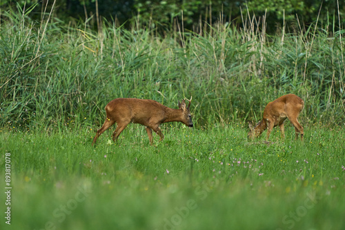Fototapeta Naklejka Na Ścianę i Meble -  Kozioł, samiec sarny europejskiej i koza, sarna, gatunek ssaka parzystokopytnego z rodziny jeleniowatych. Jedno z ważniejszych zwierząt łownych Europy.