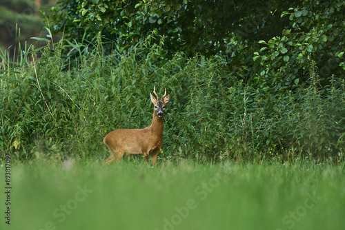 Fototapeta Naklejka Na Ścianę i Meble -  Kozioł, samiec sarny europejskiej z pięknym porożem w czasie godowym