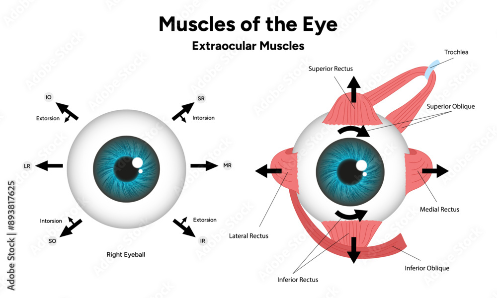 Fototapeta premium Muscles of the eye diagram medical infographic