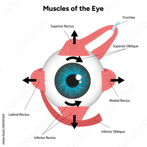 Muscles of the eye diagram medical infographic