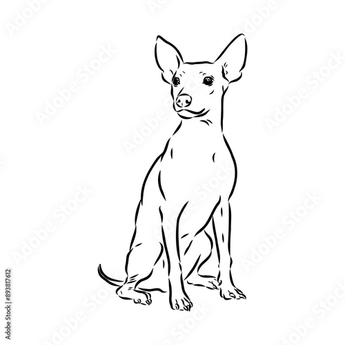 American naked Terrier an American hairless terrier dog American naked terrier vector sketch