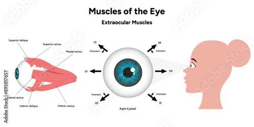 Muscles of the eye diagram medical infographic with human zoom eye