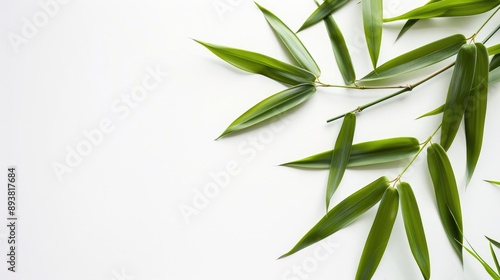 Green bamboo leaf on white background with space for text