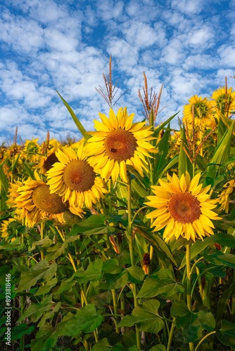 Sunflowers mixed  with corn stalks in a field near Jefferson, Oregon.