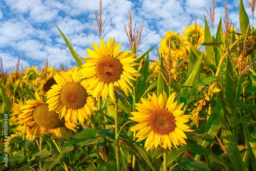 Sunflowers mixed  with corn stalks in a field near Jefferson, Oregon.