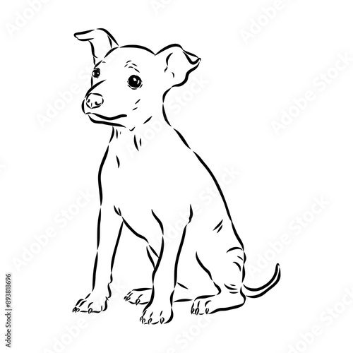 American naked Terrier an American hairless terrier dog American naked terrier vector sketch