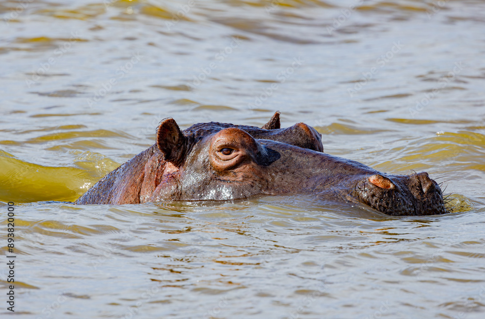 Fototapeta premium St. Lucia Estuary, South Africa