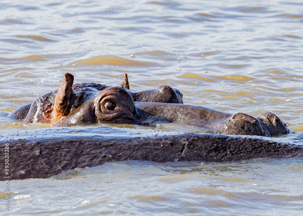 Fototapeta premium St. Lucia Estuary, South Africa