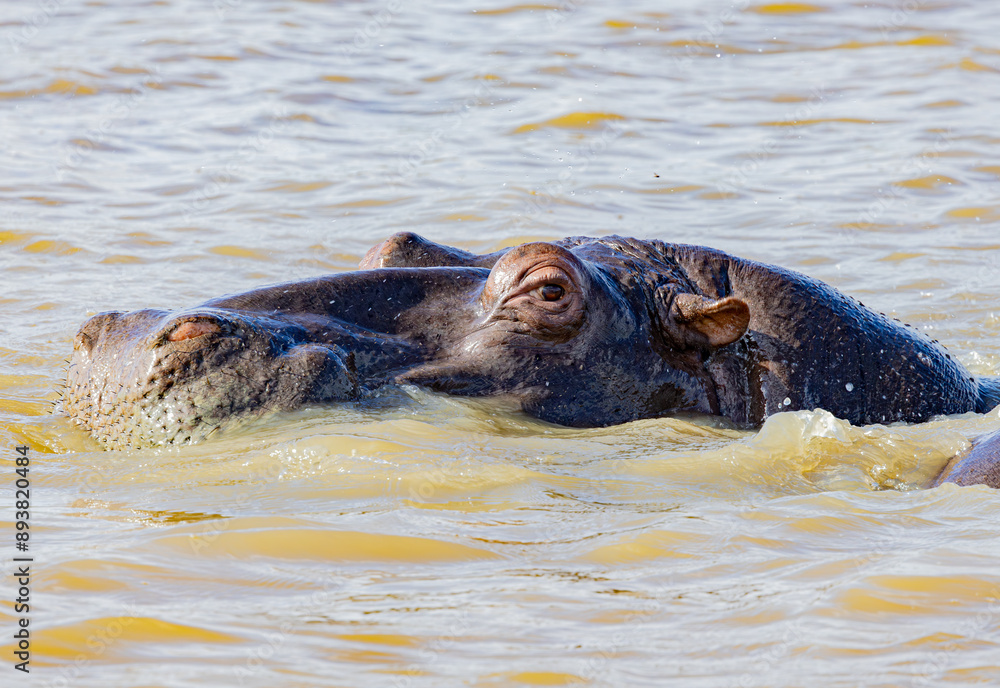 Fototapeta premium St. Lucia Estuary, South Africa